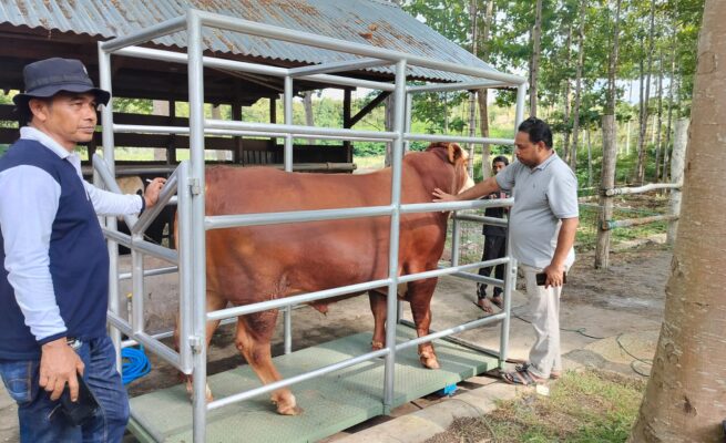 Jenis Hewan Kurban Selain Kambing dan Sapi: Ini Syarat Lengkapnya Menurut Syariat Islam