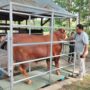 Jenis Hewan Kurban Selain Kambing dan Sapi: Ini Syarat Lengkapnya Menurut Syariat Islam