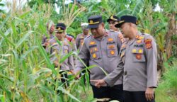 Kapolres Sabang AKBP Sukoco saat menghadiri panen jagung di Gampong Batee Shoek, Kecamatan Sukamakmue, Rabu (14/5). (Foto: Infoaceh.net/Andi Armi)