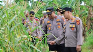 Kapolres Sabang AKBP Sukoco saat menghadiri panen jagung di Gampong Batee Shoek, Kecamatan Sukamakmue, Rabu (14/5). (Foto: Infoaceh.net/Andi Armi)