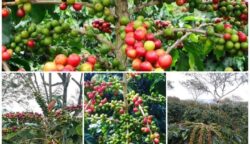 Perlindungan hukum terhadap produk unggulan Kopi Gayo masih lemah