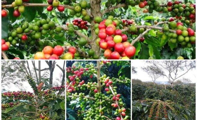 Perlindungan hukum terhadap produk unggulan Kopi Gayo masih lemah