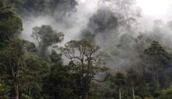 PT Pembangunan Aceh (PEMA) didesak mengambil alih sepenuhnya pengelolaan Kawasan Ekosistem Leuser (KEL) yang memiliki luas lebih dari 1,8 juta hektare
