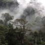 PT Pembangunan Aceh (PEMA) didesak mengambil alih sepenuhnya pengelolaan Kawasan Ekosistem Leuser (KEL) yang memiliki luas lebih dari 1,8 juta hektare