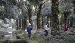 Kebun Kelapa Sawit
