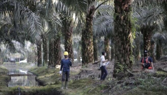 Kebun Kelapa Sawit