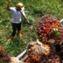 Ilustrasi perkebunan kelapa sawit.