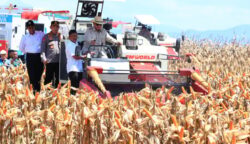 Swasembada Jagung (doc: istimewa)