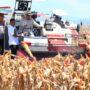 Swasembada Jagung (doc: istimewa)