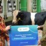 Bank Aladin gandeng Muhammadiyah laksanakan kurban.