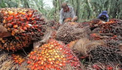 Pemerintah Siapkan Hilirisasi Teknologi Sawit Lewat Skema Bisnis Petani