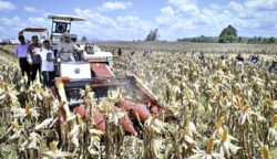 Panen Raya Jagung Seluas 344 Ribu Hektare, Presiden Prabowo Tegaskan Indonesia Siap Jadi Lumbung Pangan Dunia