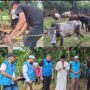 Suasana penyembelihan hewan kurban bantuan Turki untuk masyarakat Aceh yang dipusatkan di Gampong Lagang, Kecamatan Darul Imarah, Aceh Besar, Jum'at, 6 Juni 2025.