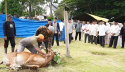 Kasdam IM Brigjen TNI Ayi Supriatna menyaksikan penyembelihan hewan kurban di Makodam IM, Jum'at (6/6/2025).