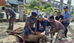 Proses penyembelihan hewan kurban di Masjid Jamik Baitusshalihin Ulee Kareng, Banda Aceh, Sabtu (7/6/2025). (Foto: Dok. Infoaceh.net)