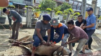 Proses penyembelihan hewan kurban di Masjid Jamik Baitusshalihin Ulee Kareng, Banda Aceh, Sabtu (7/6/2025). (Foto: Dok. Infoaceh.net)
