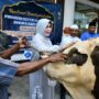 Wali Kota Banda Aceh Illiza Sa’aduddin Djamal menyerahkan sapi kurban Presiden Prabowo Subianto kepada BKM Iskandar Muda Gampong Peuniti, Sabtu (7/6). (Foto: For Infoaceh.net)