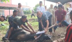 Polresta Banda Aceh menyembelih 8 hewan kurban dalam momen Hari Raya Idul Adha 1446 Hijriah di Polsek Kutaraja, Banda Aceh, Sabtu pagi (7/6).