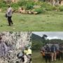 Pemusnahan granat peninggalan perang Dunia II buatan Jepang di lokasi bekas galian C, Kecamatan Peukan Bada, Aceh Besar, Senin (9/6/2025). (Foto: For Infoaceh.net)