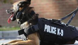 Dua ekor anjing pelacak (K9) dikerahkan oleh Polda Aceh ke Aceh Tenggara untuk mendukung kinerja kepolisian melacak peredaran narkotika. (Foto: Ist)