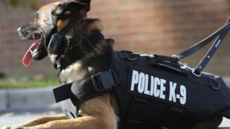 Dua ekor anjing pelacak (K9) dikerahkan oleh Polda Aceh ke Aceh Tenggara untuk mendukung kinerja kepolisian melacak peredaran narkotika. (Foto: Ist)