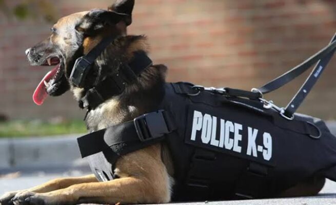 Dua ekor anjing pelacak (K9) dikerahkan oleh Polda Aceh ke Aceh Tenggara untuk mendukung kinerja kepolisian melacak peredaran narkotika. (Foto: Ist)