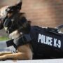 Dua ekor anjing pelacak (K9) dikerahkan oleh Polda Aceh ke Aceh Tenggara untuk mendukung kinerja kepolisian melacak peredaran narkotika. (Foto: Ist)