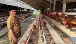 Bupati Aceh Besar Muharram Idris mengunjungi peternakan ayam petelur “Edi Kandang” milik seorang peternak lokal, Edi, yang berlokasi di Gampong Cot Suruy, Kecamatan Ingin Jaya, Senin (23/6/2025). (Foto: Ist)