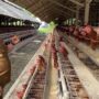 Bupati Aceh Besar Muharram Idris mengunjungi peternakan ayam petelur “Edi Kandang” milik seorang peternak lokal, Edi, yang berlokasi di Gampong Cot Suruy, Kecamatan Ingin Jaya, Senin (23/6/2025). (Foto: Ist)