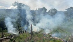 Direktorat Tindak Pidana Narkoba Bareskrim Polri membongkar ladang ganja seluas 25 hektare di Kabupaten Nagan Raya, Aceh. (Foto: For Infoaceh.net)