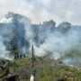 Direktorat Tindak Pidana Narkoba Bareskrim Polri membongkar ladang ganja seluas 25 hektare di Kabupaten Nagan Raya, Aceh. (Foto: For Infoaceh.net)