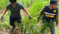 Seluas 25 hektar ladang ganja berhasil ditemukan dan dimusnahkan dalam aksi yang berlangsung dramatis di wilayah Kecamatan Beutong Ateuh Banggalang, Nagan Raya, pada Selasa, 24 Juni 2025. (Foto: Ist)