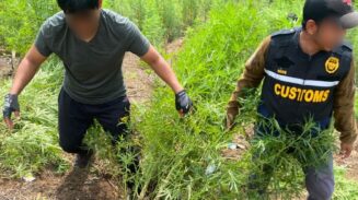 Seluas 25 hektar ladang ganja berhasil ditemukan dan dimusnahkan dalam aksi yang berlangsung dramatis di wilayah Kecamatan Beutong Ateuh Banggalang, Nagan Raya, pada Selasa, 24 Juni 2025. (Foto: Ist)
