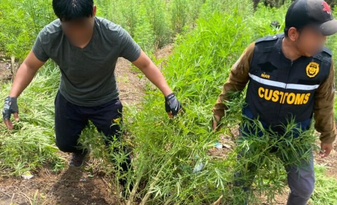 Seluas 25 hektar ladang ganja berhasil ditemukan dan dimusnahkan dalam aksi yang berlangsung dramatis di wilayah Kecamatan Beutong Ateuh Banggalang, Nagan Raya, pada Selasa, 24 Juni 2025. (Foto: Ist)