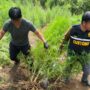 Seluas 25 hektar ladang ganja berhasil ditemukan dan dimusnahkan dalam aksi yang berlangsung dramatis di wilayah Kecamatan Beutong Ateuh Banggalang, Nagan Raya, pada Selasa, 24 Juni 2025. (Foto: Ist)
