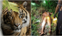 Tragis Operator Alat Berat Tewas Diterkam Harimau Sumatera Saat Buang Air Besar