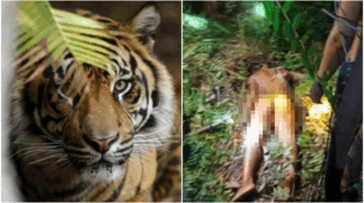 Tragis Operator Alat Berat Tewas Diterkam Harimau Sumatera Saat Buang Air Besar