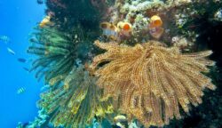Ekosistem Laut Rusak, Warga Pulau Pari Gugat ke PTUN