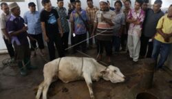 Doa dan tata cara menyembelih hewan kurban sesuai syariat Islam