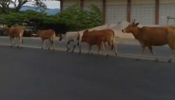 Hewan ternak milik masyarakat bebas berkeliaran di jalan raya dalam Kabupaten Pidie. (Foto: Ist)
