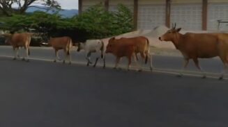 Hewan ternak milik masyarakat bebas berkeliaran di jalan raya dalam Kabupaten Pidie. (Foto: Ist)