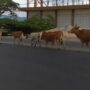 Hewan ternak milik masyarakat bebas berkeliaran di jalan raya dalam Kabupaten Pidie. (Foto: Ist)