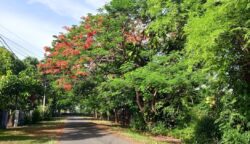 Pohon yang menyerupai pohon Jeju di Jalan Meureubo, Kopelma Darussalam (tepatnya di samping Lapangan Gelanggang USK). (Foto: Washata.com)