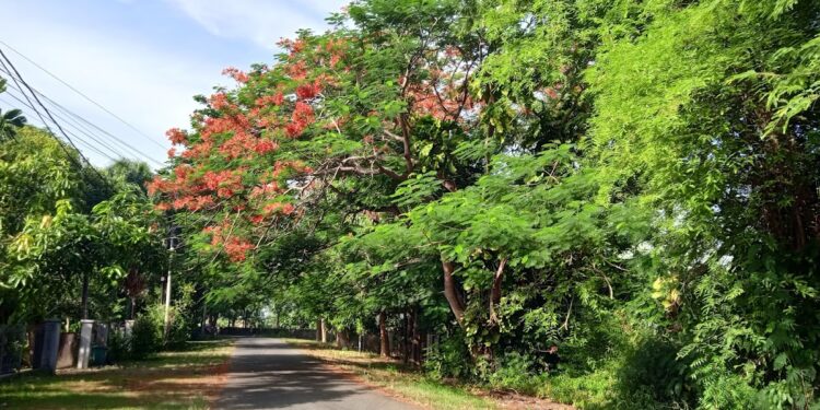 Pohon yang menyerupai pohon Jeju di Jalan Meureubo, Kopelma Darussalam (tepatnya di samping Lapangan Gelanggang USK). (Foto: Washata.com)