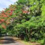 Pohon yang menyerupai pohon Jeju di Jalan Meureubo, Kopelma Darussalam (tepatnya di samping Lapangan Gelanggang USK). (Foto: Washata.com)