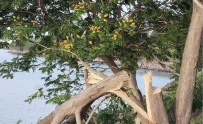 Penebangan satu batang pohon Jeju (soga) di kawasan wisata Pantai Ulee Lheue memantik amarah dan keprihatinan warga kota Banda Aceh. (Foto: Ist)