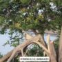 Penebangan satu batang pohon Jeju (soga) di kawasan wisata Pantai Ulee Lheue memantik amarah dan keprihatinan warga kota Banda Aceh. (Foto: Ist)