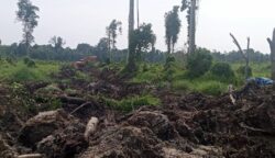 PT Aceh Lestari Indo Sawita (ALIS) diduga telah menggarap lahan seluas lebih dari 1.367 hektare di Kecamatan Trumon Timur, Aceh Selatan, tanpa mengantongi izin HGU yang sah. (Foto: Ist)