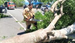 Petugas BPBD Aceh Besar melakukan pembersihan pohon tumbang yang menutupi akses jalan akibat angin kencang. (Foto: Ist)