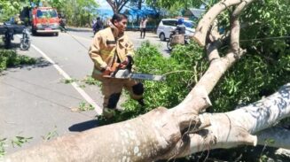 Petugas BPBD Aceh Besar melakukan pembersihan pohon tumbang yang menutupi akses jalan akibat angin kencang. (Foto: Ist)